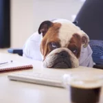 Although cute, a British Bulldog Dressed As Businessman is a bad hire